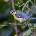 Blaumeise (Cyanistes caeruleus) Jugendkleid