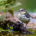 Blaumeise (Cyanistes caeruleus) Jugendkleid