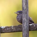 Hausrotschwanz (Phoenicurus ochruros) Jungvogel
