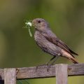 Hausrotschwanz (Phoenicurus ochruros) Weibchen