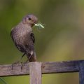 Hausrotschwanz (Phoenicurus ochruros) Weibchen