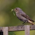 Hausrotschwanz (Phoenicurus ochruros) Weibchen