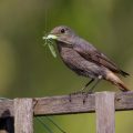 Hausrotschwanz (Phoenicurus ochruros) Weibchen