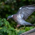 Ringeltaube (Columba palumbus)