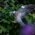 Ringeltaube (Columba palumbus)