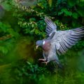 Ringeltaube (Columba palumbus)