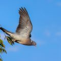 Ringeltaube (Columba palumbus)