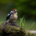 Buntspecht (Dendrocopos major) Jungvogel