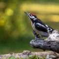 Buntspecht (Dendrocopos major) Jungvogel