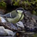 Kohlmeise (parus major) Jungvogel