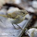Zilpzalp (Phylloscopus collybita)