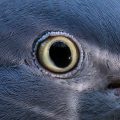 Ringeltaube (Columba palumbus)