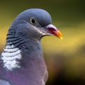 Ringeltaube (Columba palumbus)