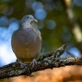 Ringeltaube (Columba palumbus) Jungvogel