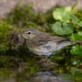 Zilpzalp (Phylloscopus collybita)