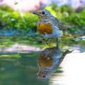Rotkehlchen (Erithacus rubecula) mausert sich