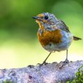 Rotkehlchen (Erithacus rubecula) mausert sich