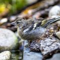 Buchfink (Fringilla coelebs) Jungvogel