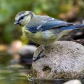 Blaumeise (Cyanistes caeruleus) Jungvogel