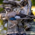 Eichelhäher (Garrulus glandarius)