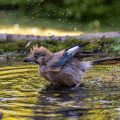 Eichelhäher (Garrulus glandarius)