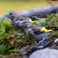 Stieglitz (Carduelis carduelis) Jungvogel
