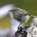 Zilpzalp (Phylloscopus collybita)