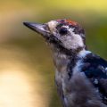 Buntspecht (Dendrocopos major) Jungvogel