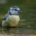 Blaumeise (Cyanistes caeruleus) Jungvogel