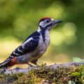 Buntspecht (Dendrocopos major) Jungvogel