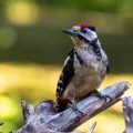 Buntspecht (Dendrocopos major) Jungvogel
