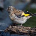 Stieglitz (Carduelis carduelis) Jungvogel