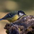 Kohlmeise (parus major)