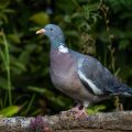 Ringeltaube (Columba palumbus)