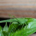 Vierpunktige Sichelschrecke (Phaneroptera nana)