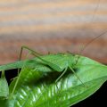 Vierpunktige Sichelschrecke (Phaneroptera nana)
