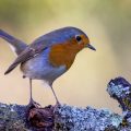 Rotkehlchen (Erithacus rubecula)