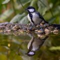 Kohlmeise (parus major)