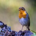 Rotkehlchen (Erithacus rubecula)