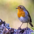 Rotkehlchen (Erithacus rubecula)