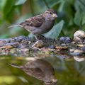 Haussperling (Passer domesticus) Jungvogel