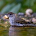 Mönchsgrasmücke (Sylvia atricapilla) Weibchen