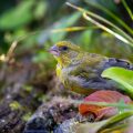 Grünfink (Carduelis chloris)