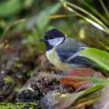 Kohlmeise (parus major) Jungvogel