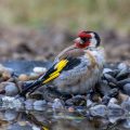 Stieglitz (Carduelis carduelis)