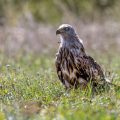 Rotmilan (Milvus milvus)