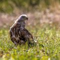 Rotmilan (Milvus milvus)