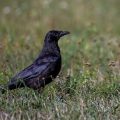 Rabenkrähe (Corvus corone)