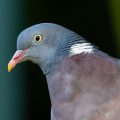 Ringeltaube (Columba palumbus)