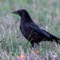 Rabenkrähe (Corvus corone)